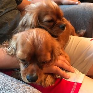 Meet your Posher, Heidi